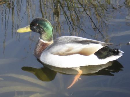 Recette du canard � l'orange