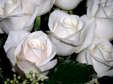 Roses blanches